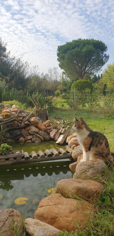 منزل الضيف Le Soler  في Roulotte En Bois Sud France المظهر الخارجي الصورة
