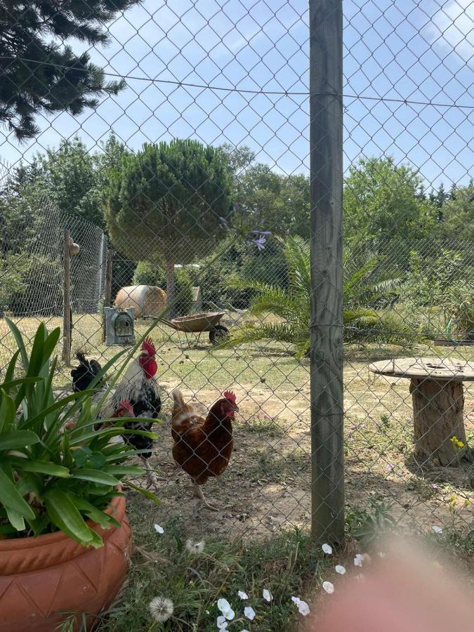 منزل الضيف Le Soler  في Roulotte En Bois Sud France المظهر الخارجي الصورة